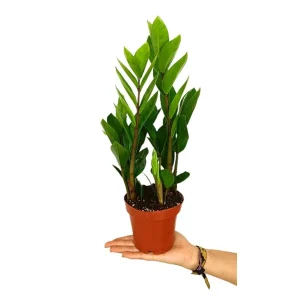 Zamioculca Zamiifolia M12
