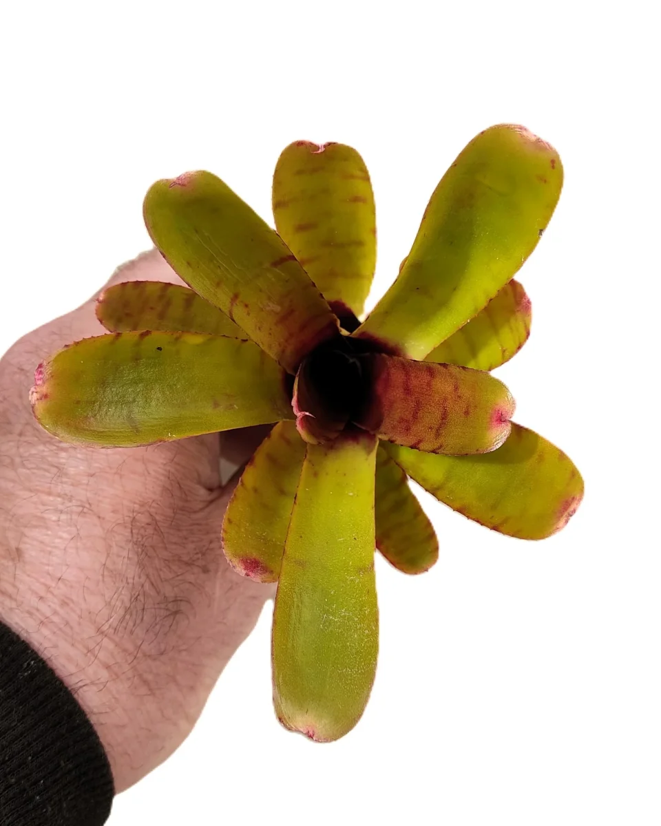 Neoregelia 'Thera'; bromélia verde colorida; Curiosarium; altura 10 cm, diâmetro 12 cm, sem substrato - Image 5