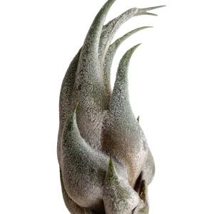 Tillandsia Seleriana Mini, Planta Natural Conhecida Como Cravo-do-ar, Com 5-7 Cm