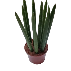 Sansevieria Cylindericum Ø12 Plano De Purificação De Interiores