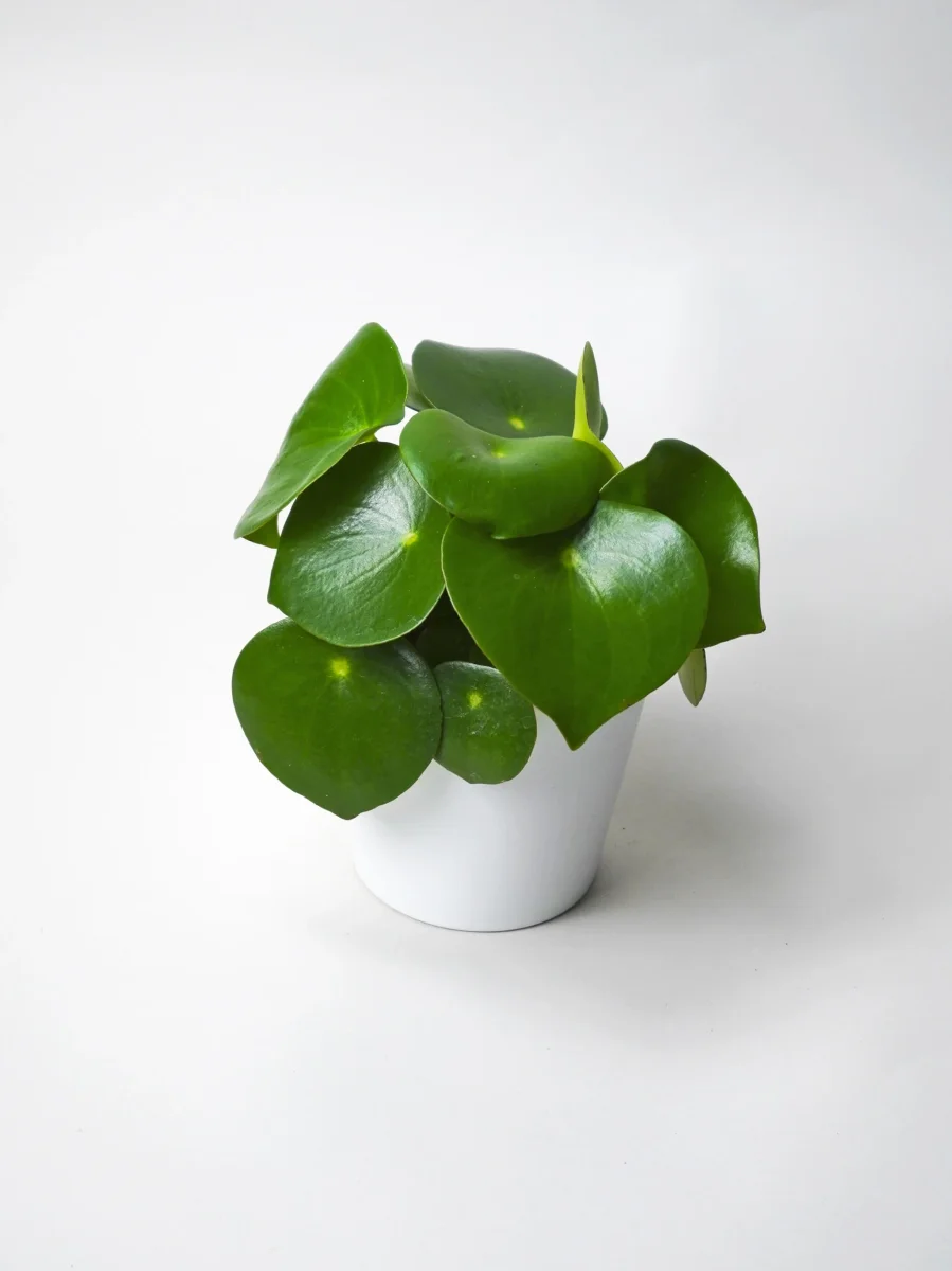 Peperomia Raindrop - Image 2
