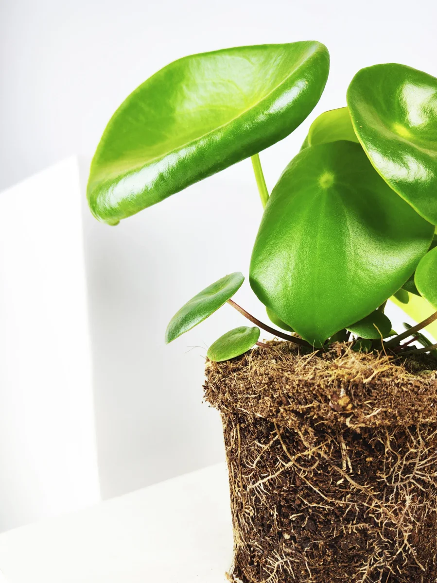 Peperomia Raindrop - Image 6