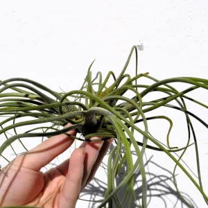 Tillandsia butzii clump; planta do ar, mata de plantas; Curiosarium; altura 10-15 cm, diâmetro 30-50 cm
